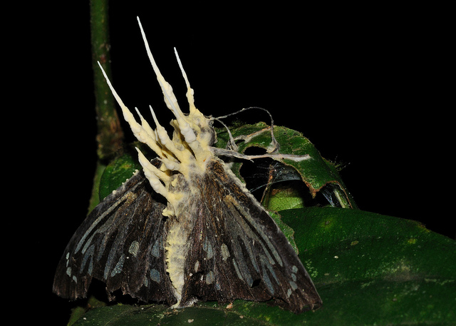 Cordyceps Moth