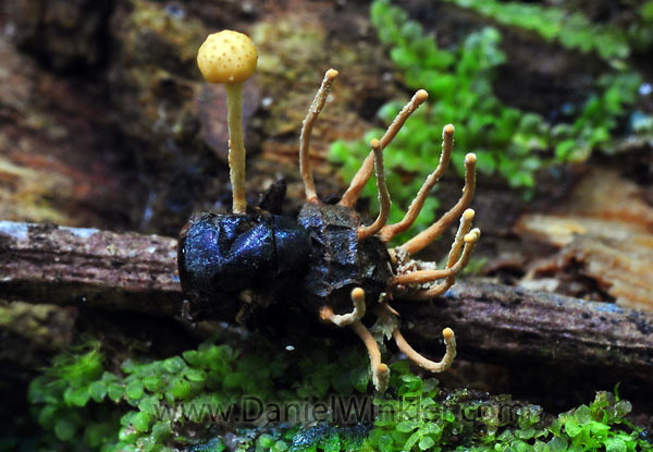 Cordyceps Insect