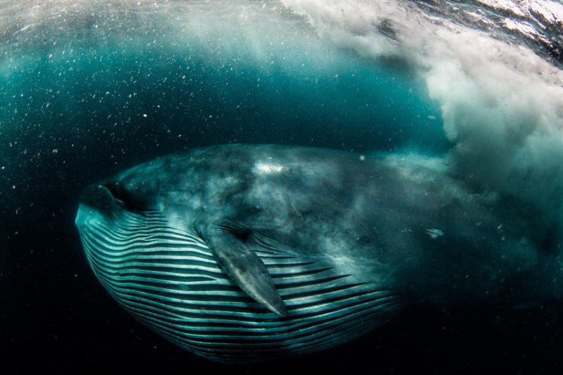 Diver Almost Eaten By Whale 4