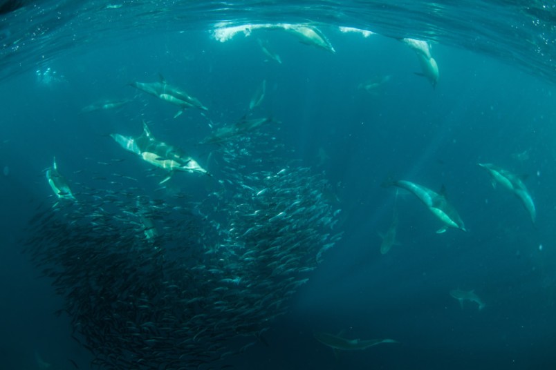 Diver Almost Eaten By Whale 6