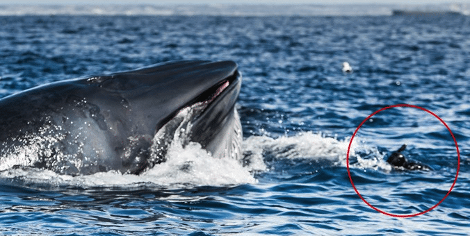 Diver Almost Swallowed By Whale