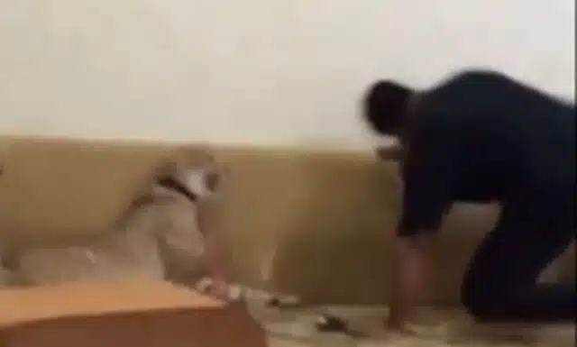 Man Kicks His Friend Into Pet Cheetah As A Joke