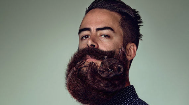 Animal Beard Hipster