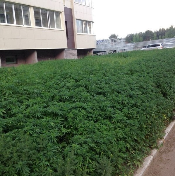 Awesome Photos From Russia With Love - wrong type of weeds