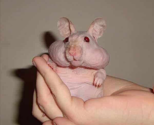 Bald Hamster