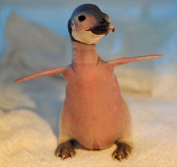 Bald Penguin