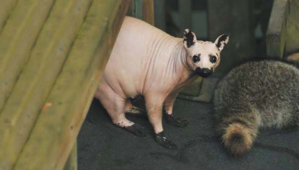 Bald Raccoon