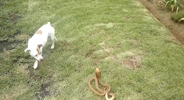 Dog Vs Cobra