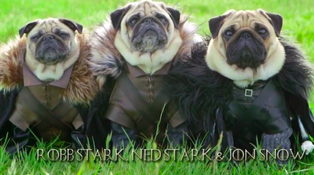 Game Of Thrones Pugs