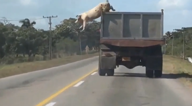 Pig Jumps From Moving Truck