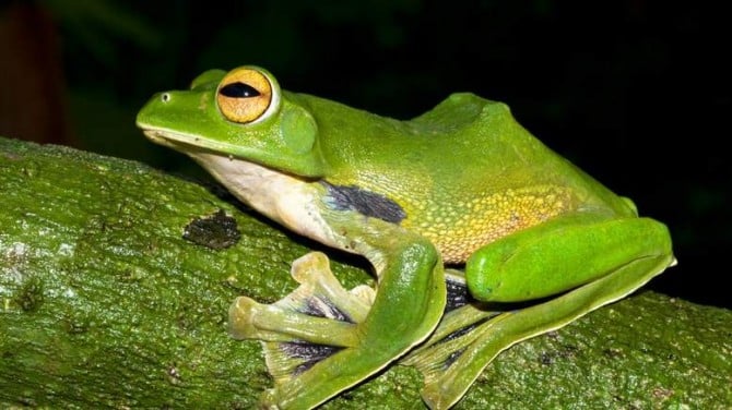 Weird And Wonderful New Species Frog