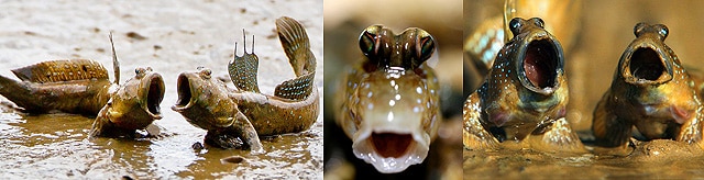 mudskipper