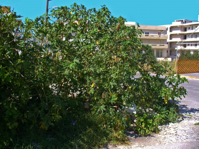 Poisonous Plants Castor Oil Plant (Ricinus communis)