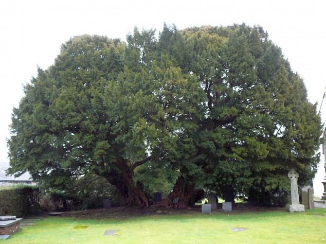 Poisonous Plants English yew (Taxus baccata)