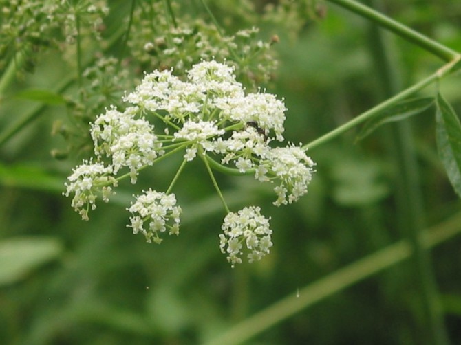 Poisonous Plants Water Hemlock (Cicuta)