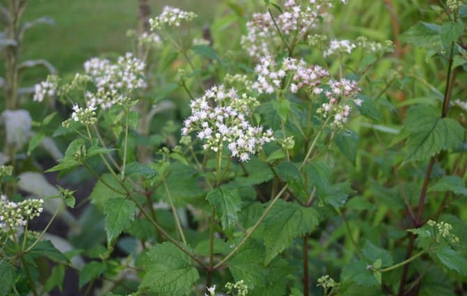 Poisonous Plants White Snakeroot (Ageratina altissima)