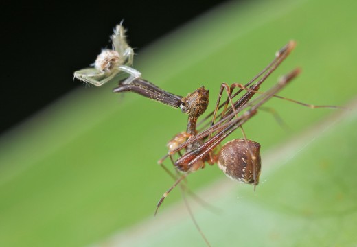 Weird Spiders - Assassin Spider - Spidsnuck