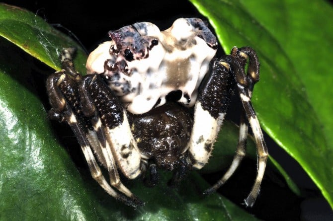 Weird Spiders - Bird poo spider Celaenia excavata 2