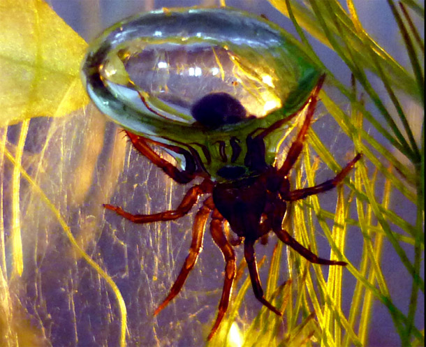 Weird Spiders - Diving Bell Spider 2