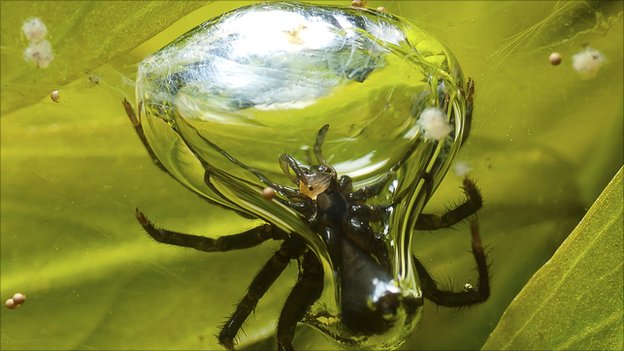 Weird Spiders - Diving Bell Spider