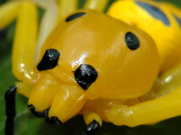 Weird Spiders - Eight Spotted Crab Spider 2