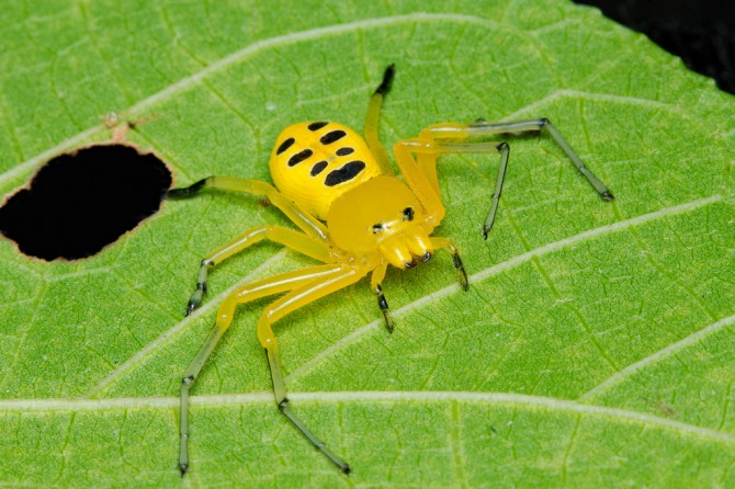 Weird Spiders - Eight Spotted Crab Spider