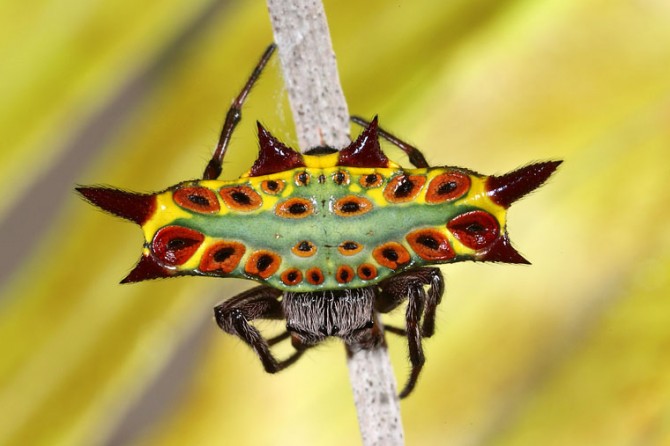 Weird Spiders - Spiny Orb Weaver 2