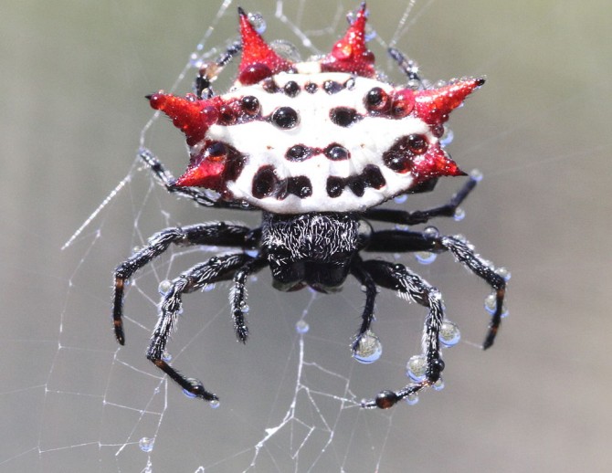 Weird Spiders - Spiny Orb Weaver