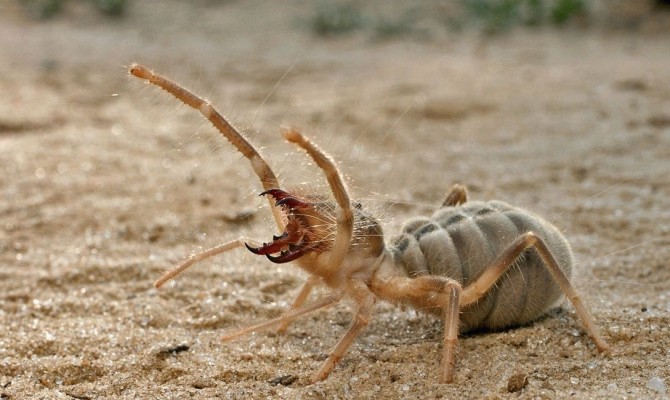 Weird Spiders - Sun Spider - horror