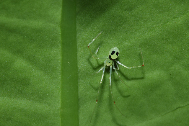 Weird Spiders - Theridion grallator happy face spider