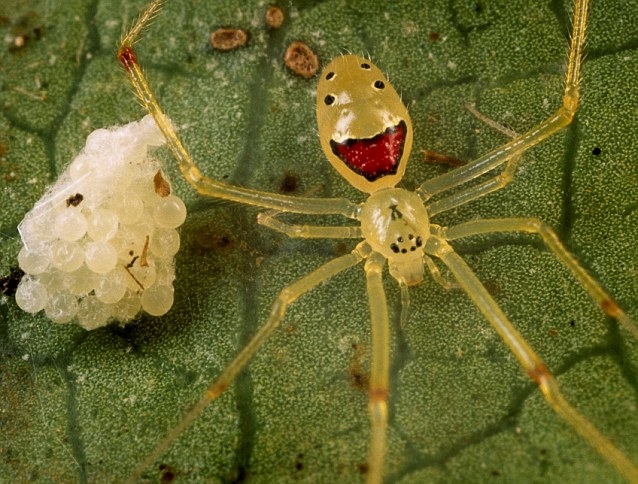 Weird Spiders - Theridion grallator happy face