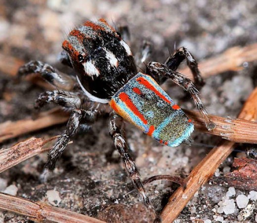 Weird Spiders - peacock Spider - maratus volans