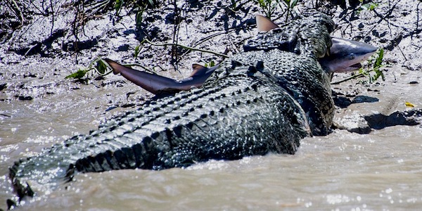 Crocodile Kills Shark 2