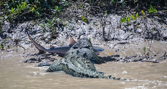 Crocodile Kills Shark