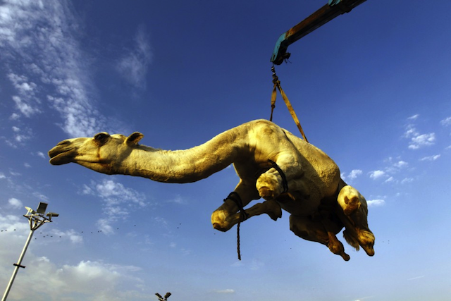 Flying Camel