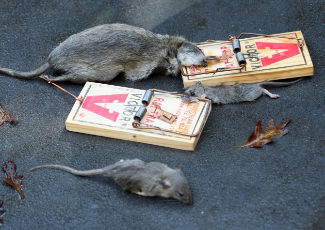 Rat Invasion - Atlanta