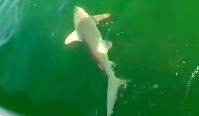 Shark Eaten By Fish