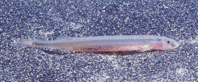 Worst Parasites - Candiru Fish