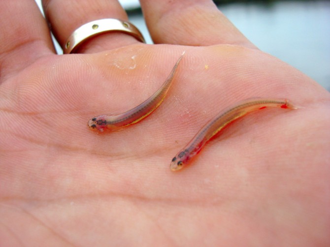 Worst Parasites - Candiru Fish size urethra