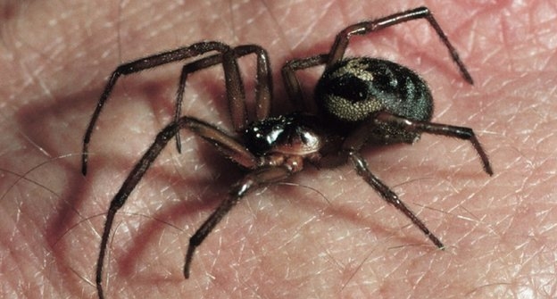 Andrea Wallce False Widow closeup