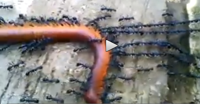 Ants Transport Worm