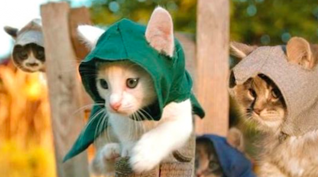 Assassin's Creed: Kitten Edition Is Insanely Cute