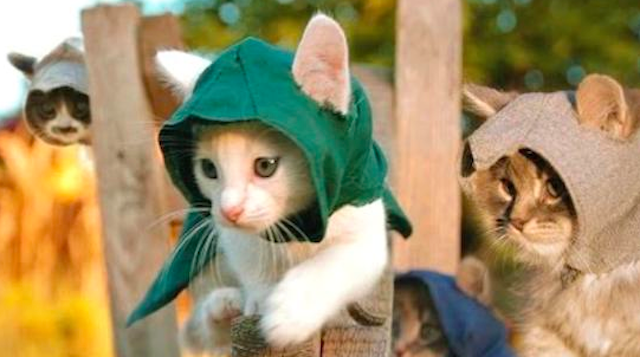 Assassin's Creed Kitten Edition