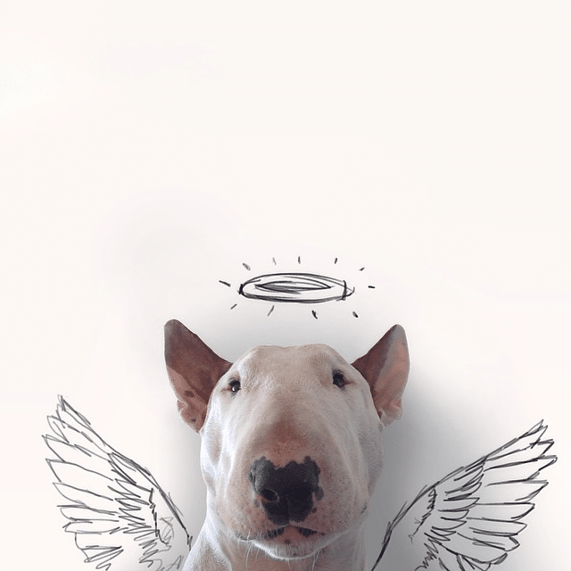 Bull Terrier Cute Illustrations 5