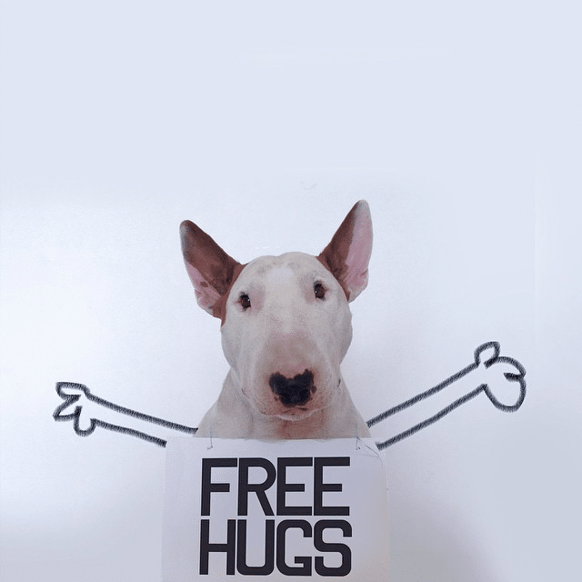 Bull Terrier Cute Illustrations 6