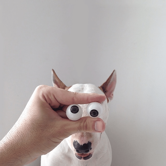 Bull Terrier Cute Illustrations 9