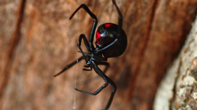 Deadly Spiders Ireland