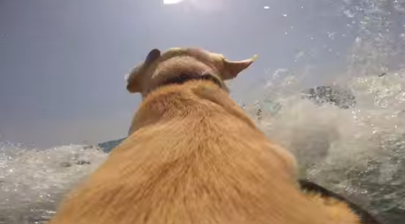 Dog GoPro