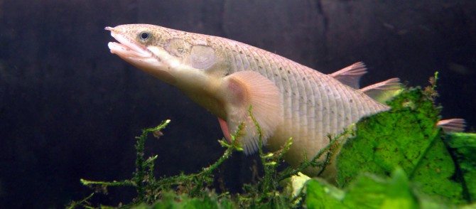 Evolution bichir dinosaur eel