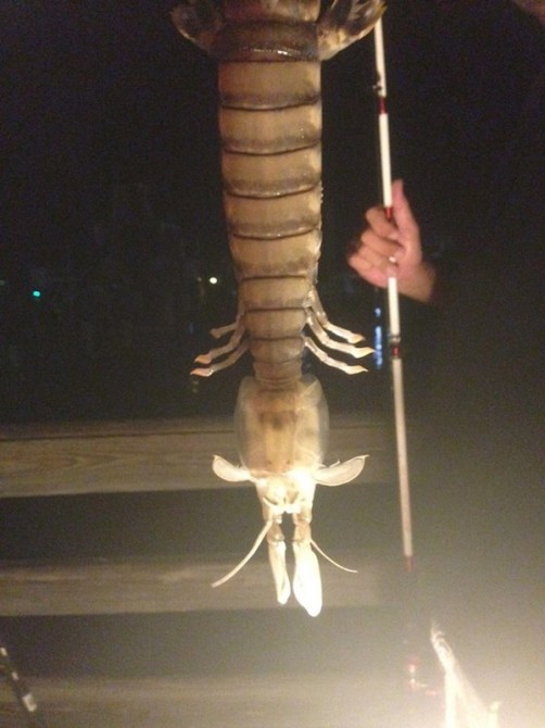 Giant Shrimp 1
